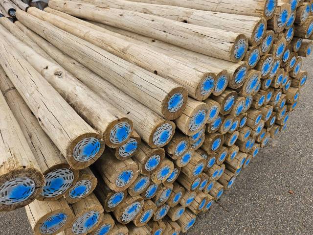 Rondins eucalyptus diamtre 100/125